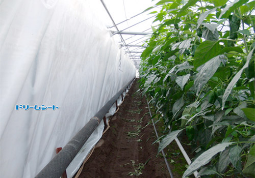 梦想表覆盖状态(青椒)
