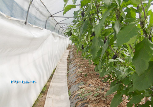 梦想床单覆盖状态(茄子)