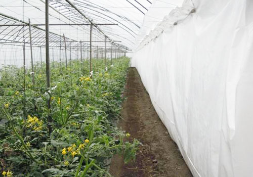 温室栽培安装示例（[侧]番茄）
